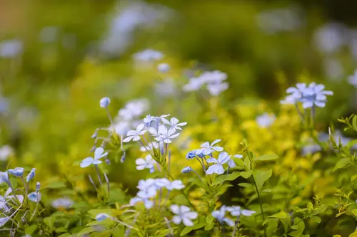 WelcomHeritage Bal Samand Lake Palace - Other Facilities - Others 21